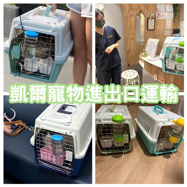 2024/04/01 『台灣』4隻猫貓們一同作伴飛回台灣囉~~~~~